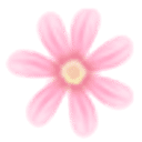 菊花视频高清版