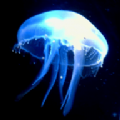水母影视移动版