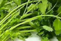 男生说吃香菜梗的来源是什么