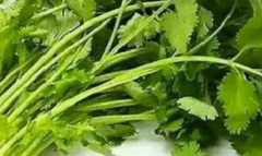 男生说吃香菜梗的来源是什么