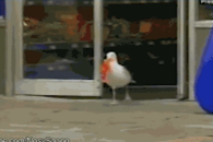 去码头整点薯条是什么含义