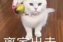 11路公交车梗含义一览