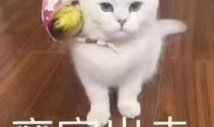 11路公交车梗含义一览