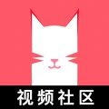 猫咪成品人短视频