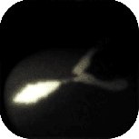 细菌边缘测试版