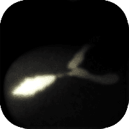 细菌边缘测试版