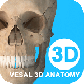 维萨里3D解剖