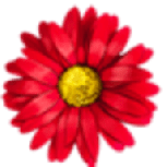 鲜花直播破解版